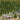 100pcs Model Railway Layout 1:160 N Scale Green Trees 50mm Scenery Diorama TC50